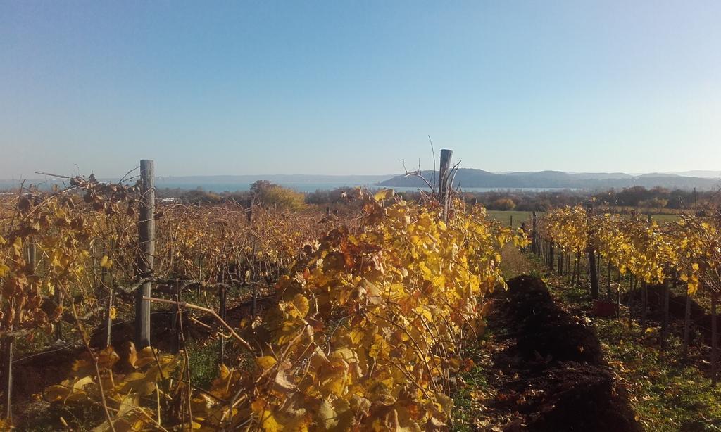 Koczor Winery & Guesthouse Balatonfüred Esterno foto